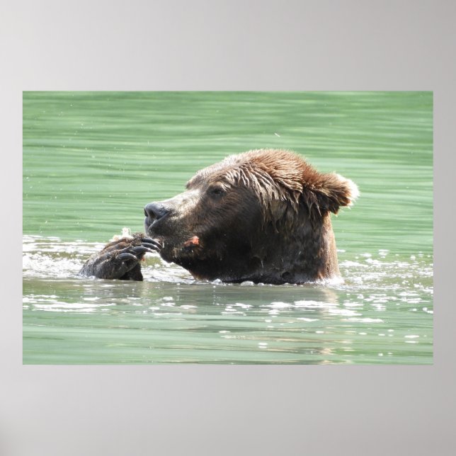36x24 Poster Papper (projektionsyta) av grizzlybjö (Framsidan)