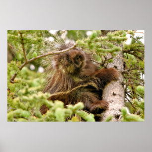 36x24 Poster Papper (projektionsyta) av porcupin
