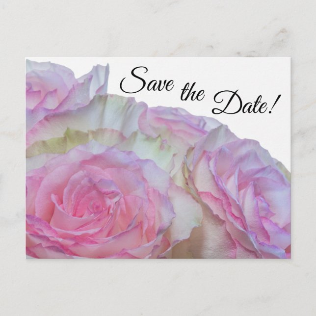 3998-White & Rosa ros Vykort (Framsida)