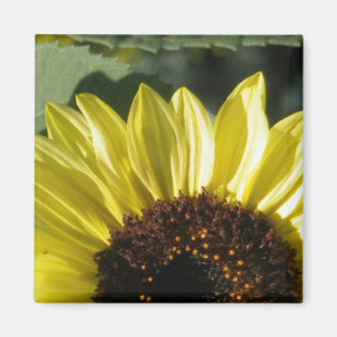 3/4 Solrosblomma Magnet