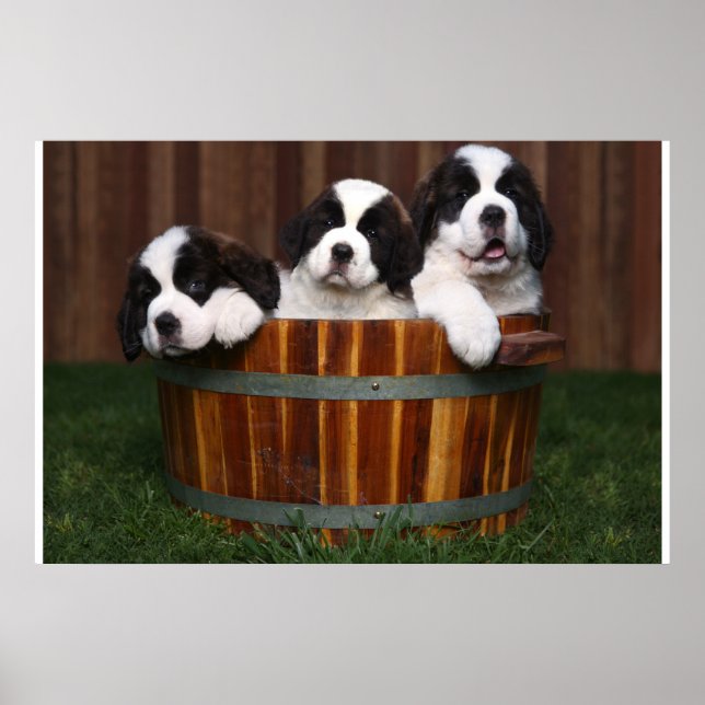 3 Adsible Saint Bernard Puppies in a Barrel Poster (Framsidan)