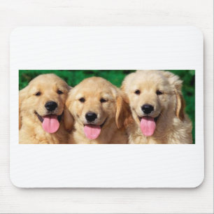 3 Amigos Musmatta