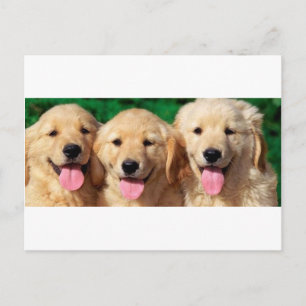 3 Amigos Vykort