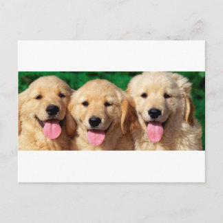 3 Amigos Vykort