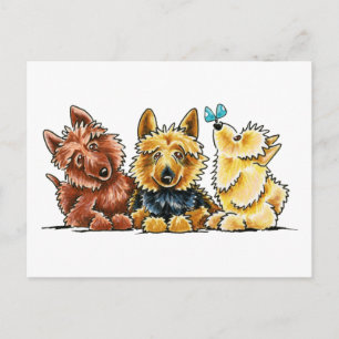 3 Australiska Terriers Vykort