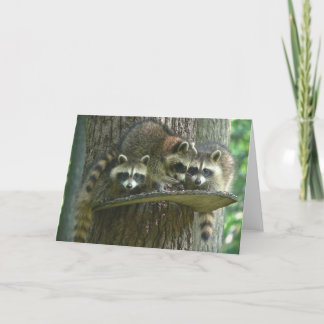 3 babyRaccoons Kort