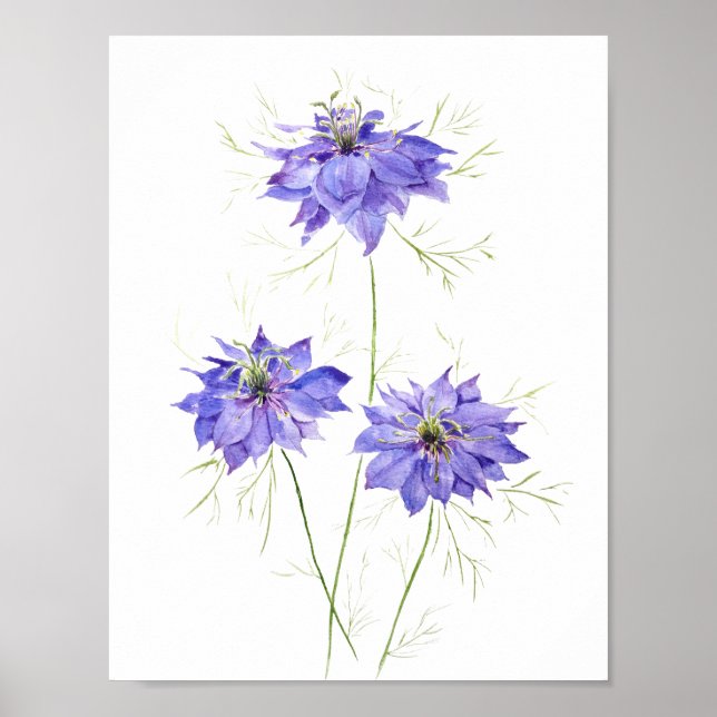 3 Blå lila nigella-blommor (blåblommor) Poster (Framsidan)