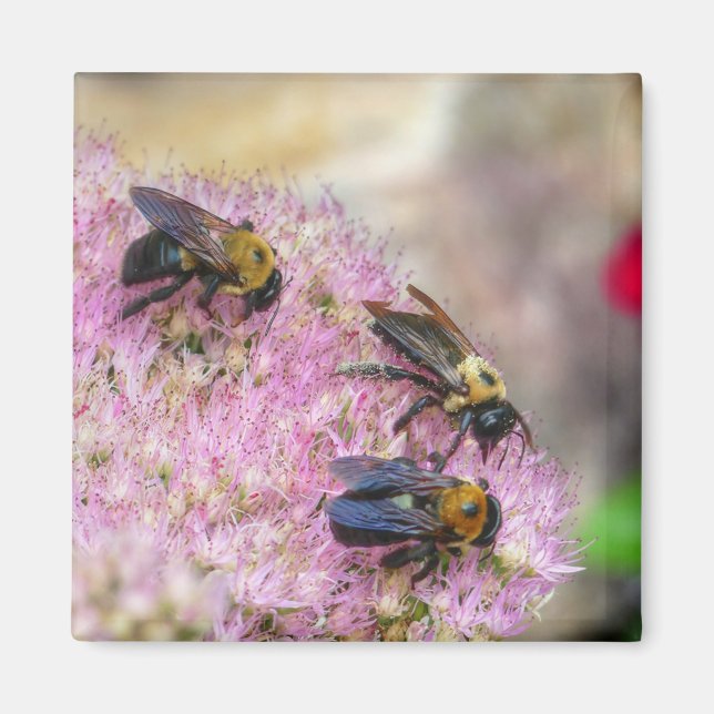3 Bumblebin Magnet (Framsidan)