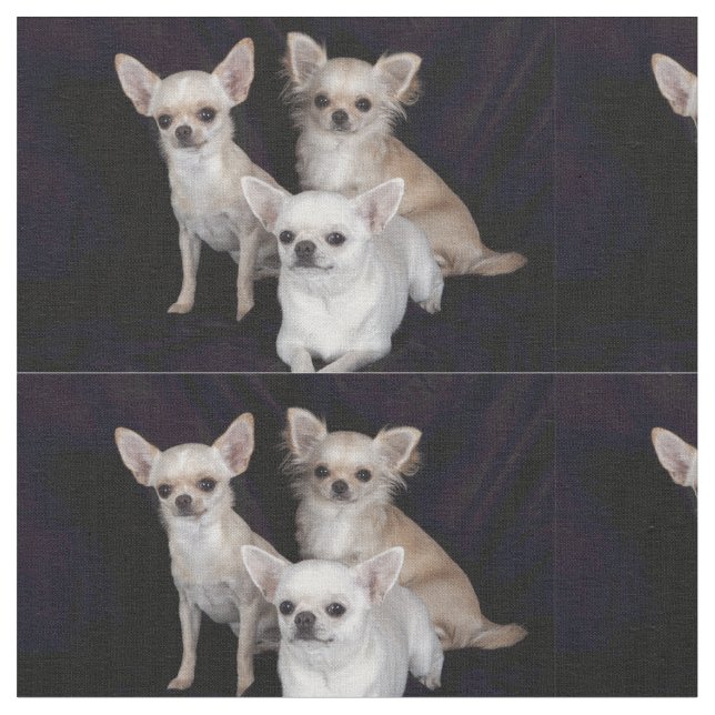3 chihuahuas tyg (Närbild)