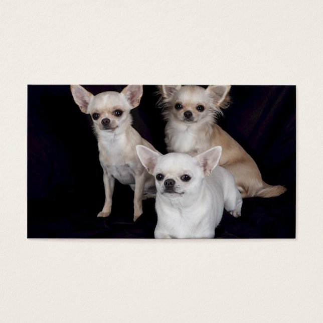 3 chihuahuas visitkort (Framsidan)