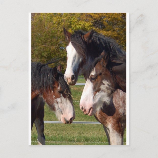 3 Clydesdale head Vykort (Framsida)
