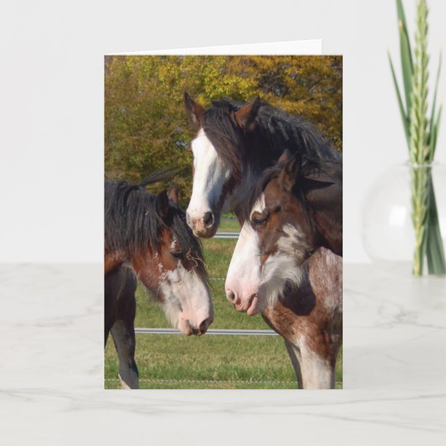 3 Clydesdale huvud Kort (Framsida)