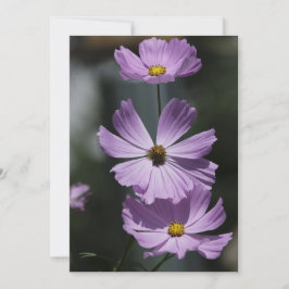 3 Cosmos - Flat Greeting Card Kort