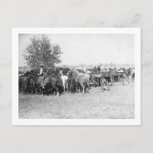 3 Cowboys Roping Horses Photograph South Dakota Vykort (Framsida)