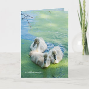3 Cygnets i alger Kort