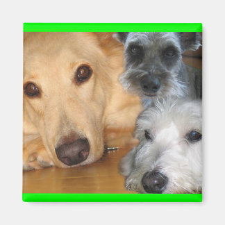3 doggier grönt ram Magnet