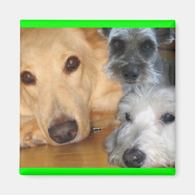 3 doggier grönt ram Magnet (Framsidan)