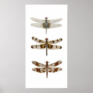 3 Dragonflies - Lodrät Poster
