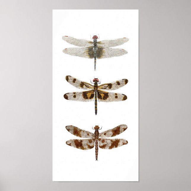 3 Dragonflies - Lodrät Poster (Framsidan)