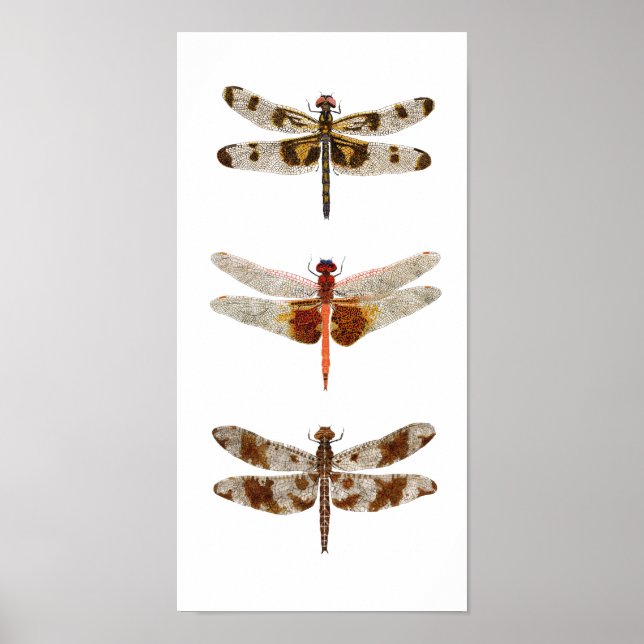 3 Dragonflies på Canvas Poster (Framsidan)