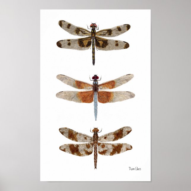 3 Dragonfly Art Poster (Framsidan)