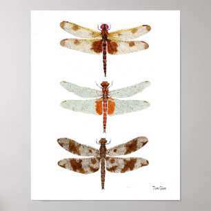 3 Dragonfly Art Poster