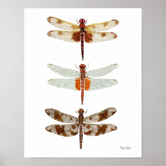 3 Dragonfly Art Poster (Framsidan)