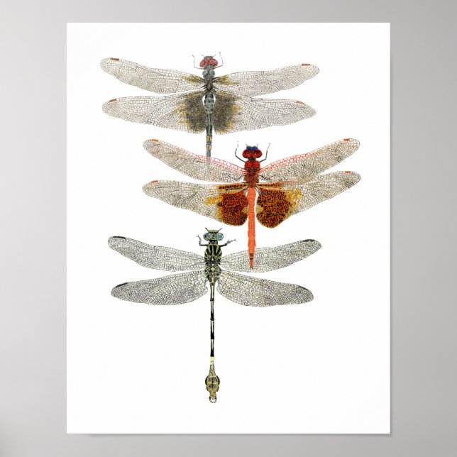3 Dragonfly Art Poster (Framsidan)