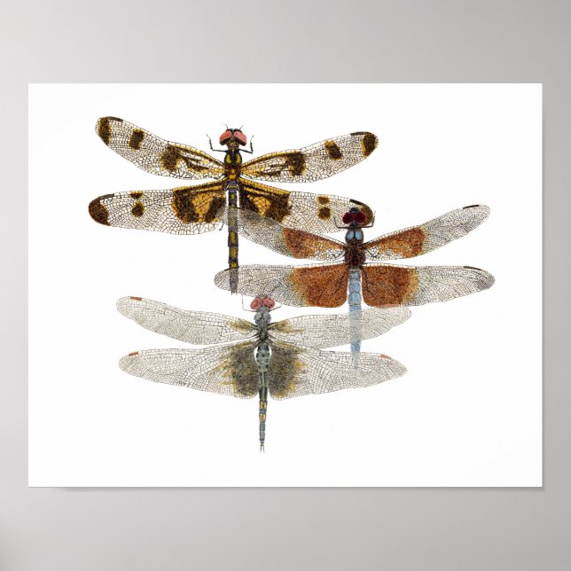 3 Dragonfly Art Poster (Framsidan)