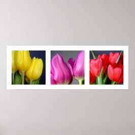 3 Färg Tulips Poster