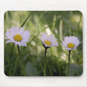 3 Gänseblümchen Musmatta