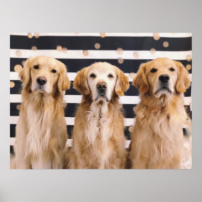 3 Golden Retrievers Poster (Framsidan)