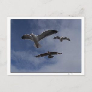 3 Gulls Vykort