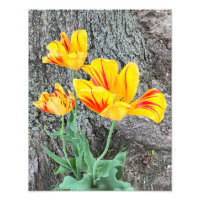3-Gulters tulipssekvel /