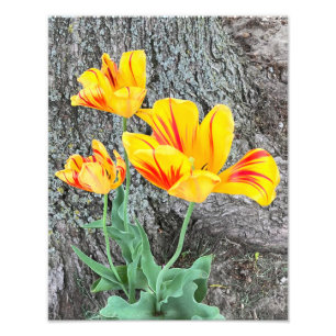 3-Gulters tulipssekvel / Fototryck