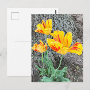 3-Gulters tulipssekvel / Vykort
