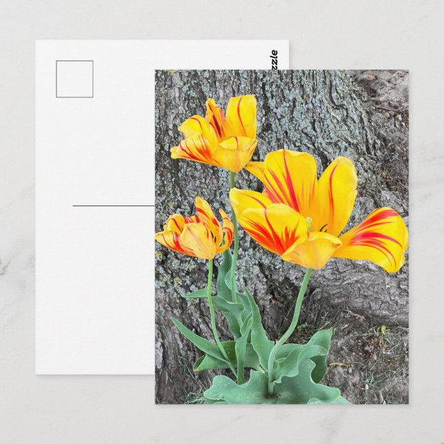 3-Gulters tulipssekvel / Vykort (Fram/baksida)
