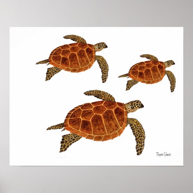 3 Hawksbill Turtles Poster (Framsidan)