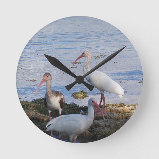 3 Ibis på kusten av den Florida fjärden Rund Klocka (Framsida)