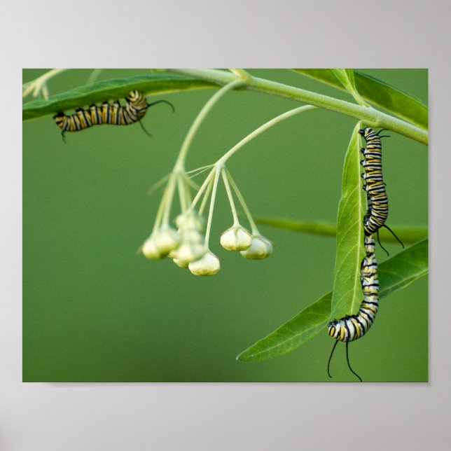 3 katedraler på mjölkweed poster (Framsidan)