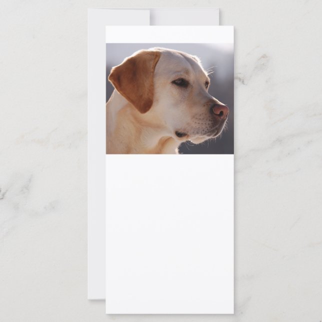 3 Labrador_Retriever (Framsida)