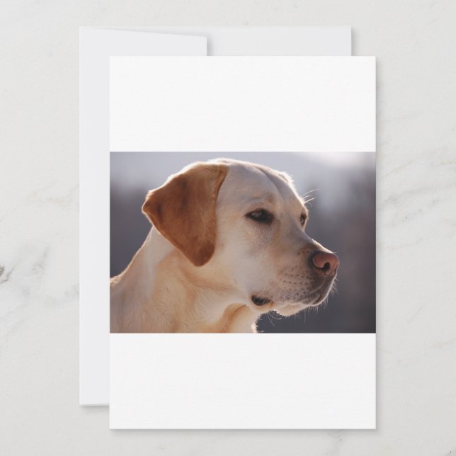 3 Labrador_Retriever (Framsida)