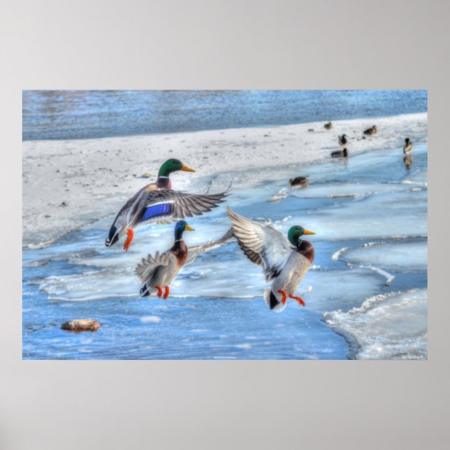 3 Landing Mallard Duck Drakes Wildlife Photo Poster (Framsidan)