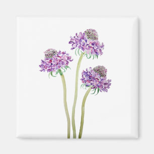 3 lila scabiosa scoop blommor vattenfärg magnet