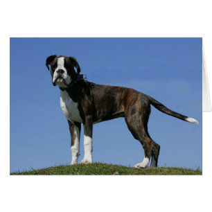 3 månaders gammal Boxer Puppy Hälsningskort