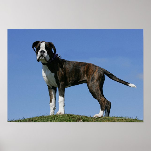 3 månaders gammal Boxer Puppy Poster (Framsidan)