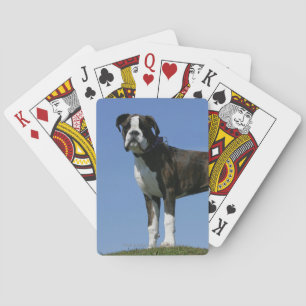 3 månaders gammal Boxer Puppy Spel Kort