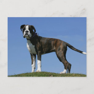3 månaders gammal Boxer Puppy Vykort