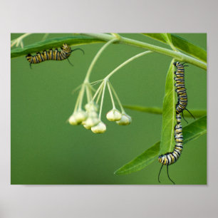 3 monarkcaterpillars på milkweed poster