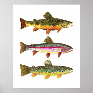 3 Öring för Flygfiske Fiskare och fiskare Poster